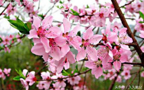 农历几月出生美女桃花运最好,农历这几月出生的女人旺夫又益子