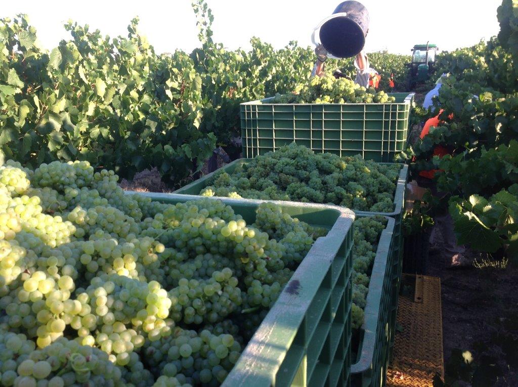 除奔富之外，澳洲还有一家酒庄不容错过，她开始进入中国市场了