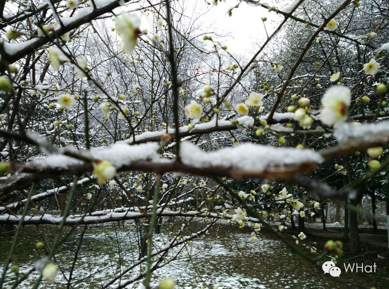 武汉只下一天雪吗,武汉下的是雪吗