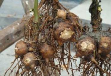 涓嵂榛戦檮瀛愬浣曠厧,涓嵂澶ч檮瀛愮殑鍒悕