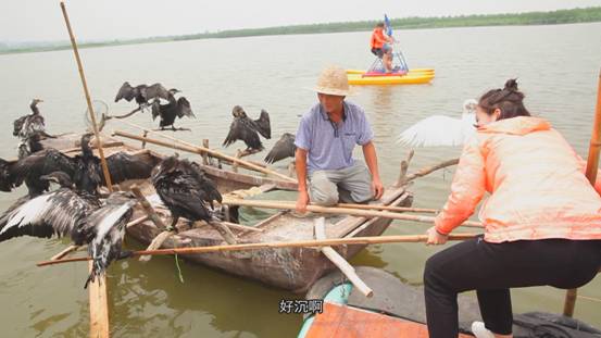 大美微山湖生态好地方,微山湖国家湿地公园游玩讲解