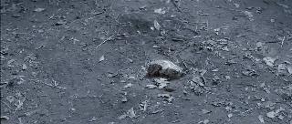 成龙拿奥斯卡终身成就奖,成龙的终身成就奖