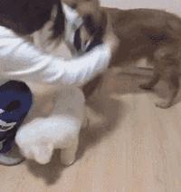 金毛能有多吃醋,金毛为什么容易吃醋