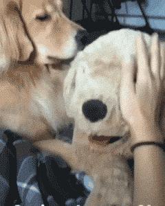 金毛能有多吃醋,金毛为什么容易吃醋