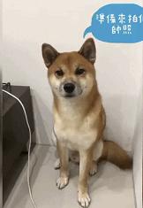 金毛能有多吃醋,金毛为什么容易吃醋