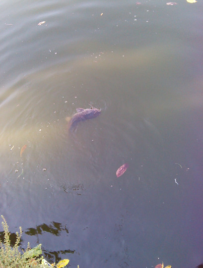 臭水塘里钓塘鲺，2分钟一条，钓多少都是扔掉