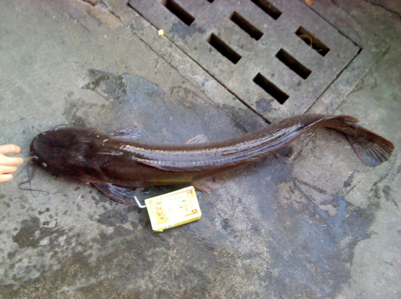 臭水塘里钓塘鲺，2分钟一条，钓多少都是扔掉