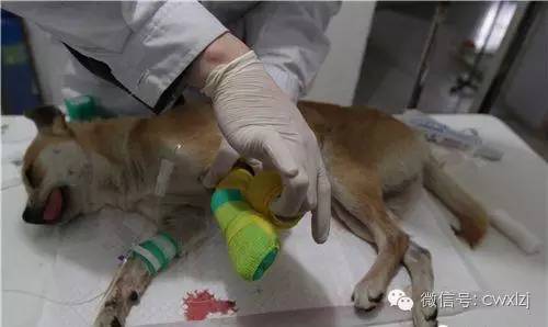 狗狗意外车祸怎么安慰主人,狗狗意外事故怎么赔偿