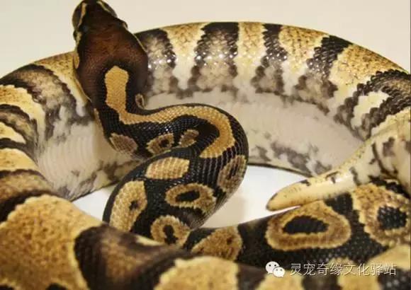 球蟒基因图鉴入门,球蟒基因品系大全