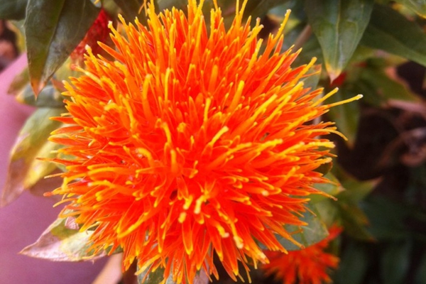 妇科止痒藏红花,妇科一点红草药