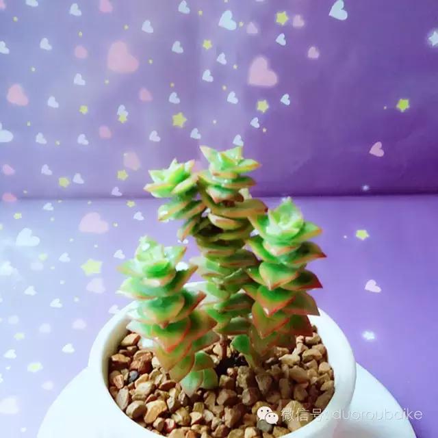 入坑就不能自拔,入坑后无法自拔