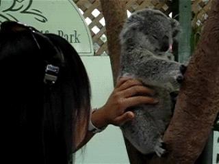 盘点萌死人不偿命的生物动图，看完也觉得自己萌萌哒