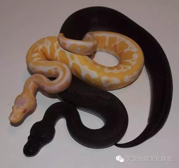 球蟒基因图鉴入门,球蟒基因品系大全