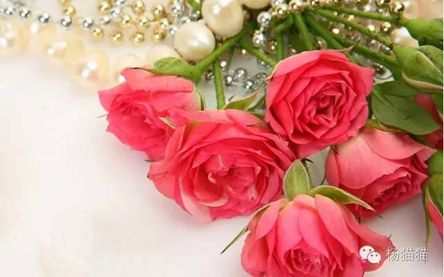 11朵玫瑰代表什么寓意,11朵玫瑰花语的含义