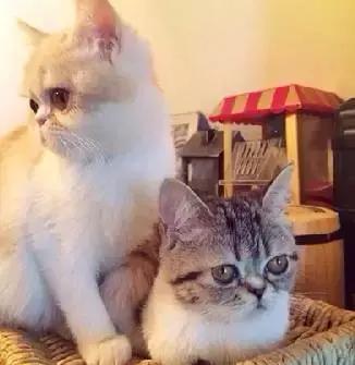 猫咪咖啡馆哪家最好,武汉有哪些猫咪咖啡厅