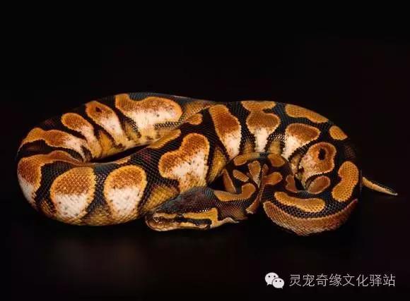 球蟒基因组合大全,球蟒基因品系图鉴下载