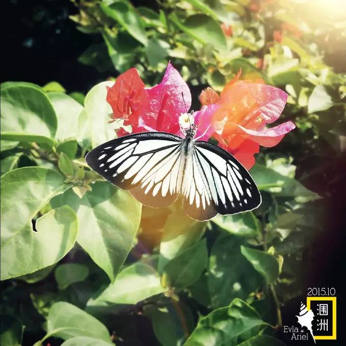 涠洲岛的浪漫旅行,和你去浪漫的涠洲岛