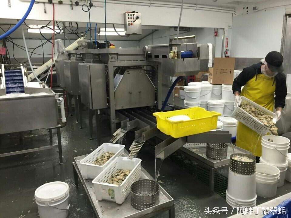 阿蚌丁牡蛎片怎么样,阿蚌丁