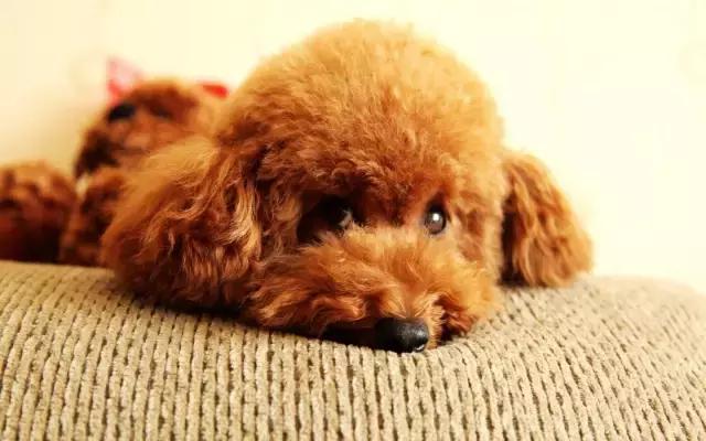 泰迪小宝宝的日常生活,泰迪小宝贝