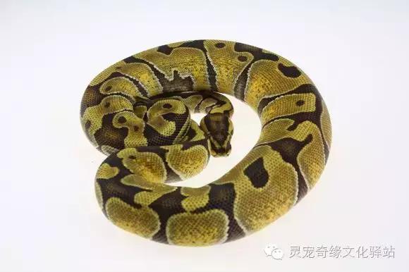 球蟒基因图鉴入门,球蟒基因品系大全