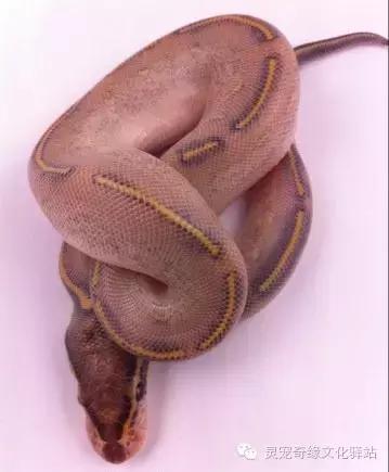 球蟒基因组合大全,球蟒基因品系图鉴下载