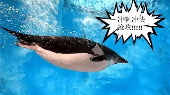 你以为他们在喂企鹅，其实他们在练腹肌