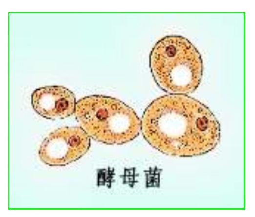 酵素的真实面目被揭穿,酵素真那么神吗揭开神秘真相