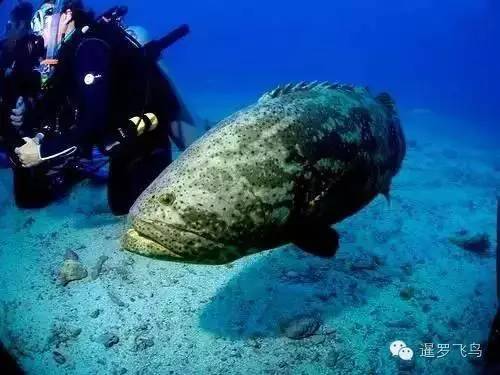 泰国沙美岛潜水有套路吗,泰国普吉岛潜水泳镜