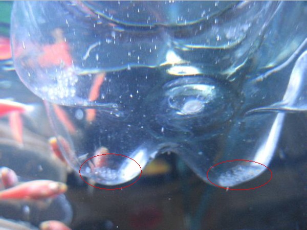 蓝色的小金鱼如何养殖,斑马鱼的养殖方法和技巧大全