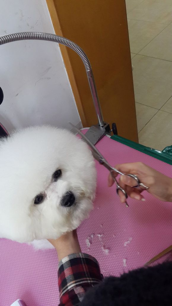 比熊怎么喂省钱,比熊自己做饭的健康食谱