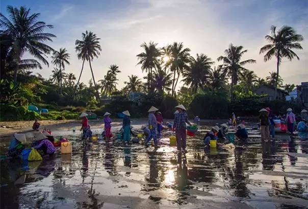 越南美丽的季节,越南越美