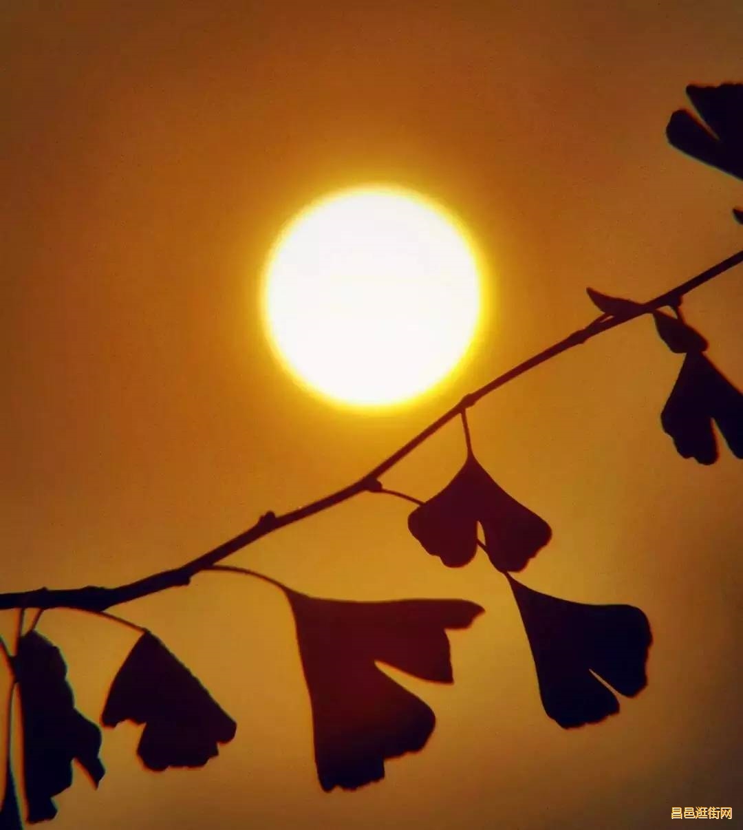 潍坊昌邑，一座如此好色之城，我的家乡我骄傲