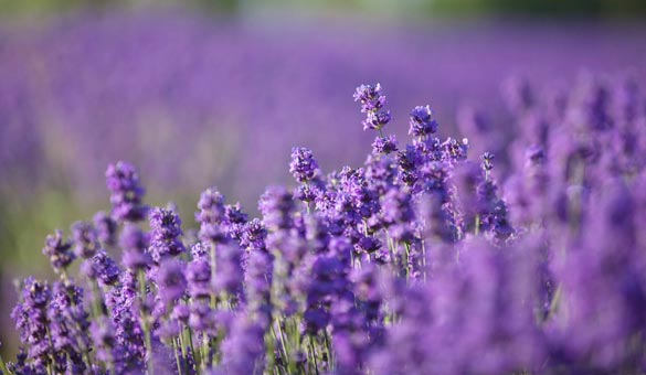 薰衣草花海一起享受大自然的美,薰衣草花海游
