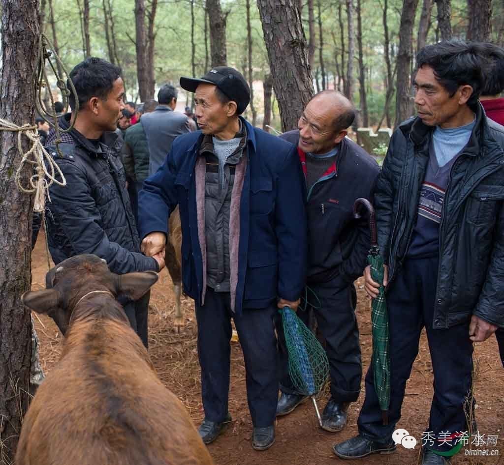 浠世好文细说“打牛鞭”