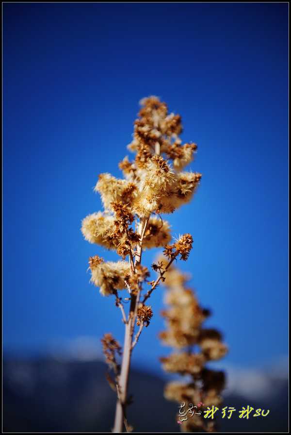 滇藏桃花源,滇藏桃花秘境