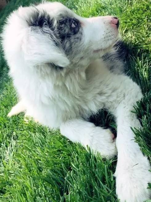 大金毛是真正的暖男,大金毛不愧是大暖男