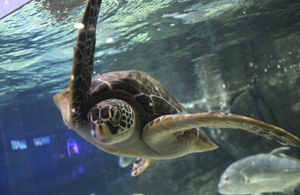 “鱼”国同欢，199元看海坐潜艇!——浩海立方超值海洋游礼献国庆