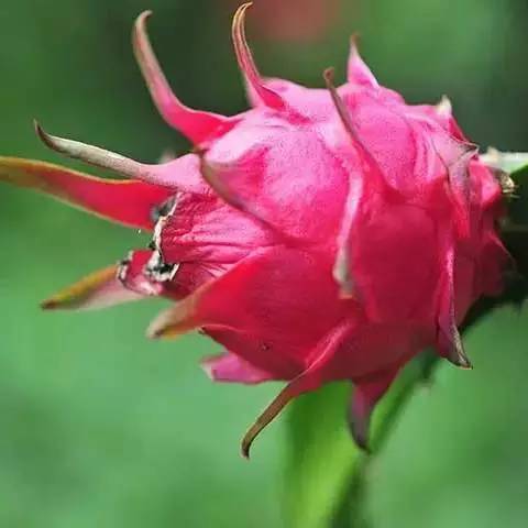 元江的特色美食有哪些 (元江美食干货)