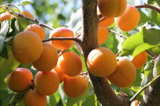 一村一品排名,一村一品产品大全