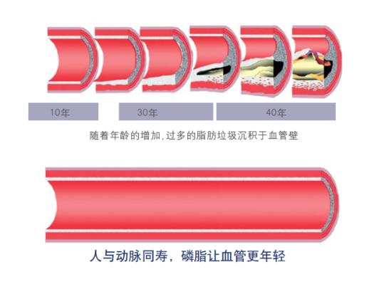 吃卵磷脂的好处和坏处是什么 (药用卵磷脂和保健卵磷脂有啥区别)