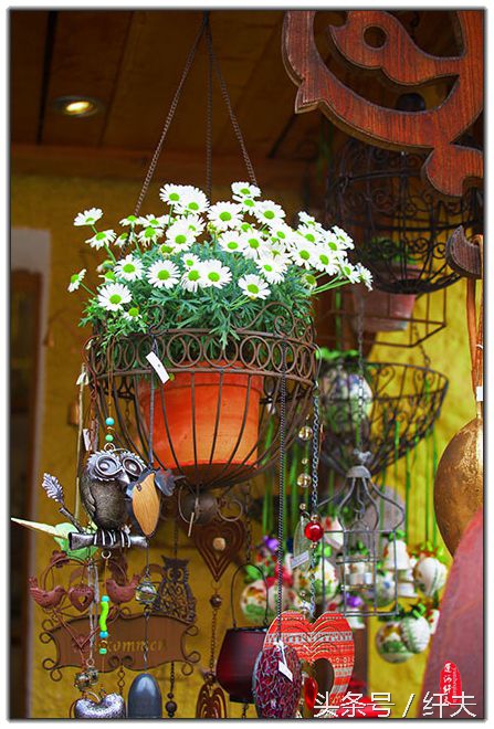 姹紫嫣红入夏来,姹紫嫣红等你来