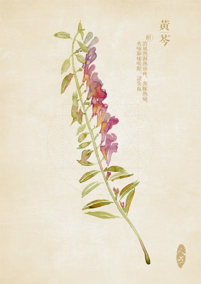 香味比较迷人的中草药,花期最漂亮的中草药