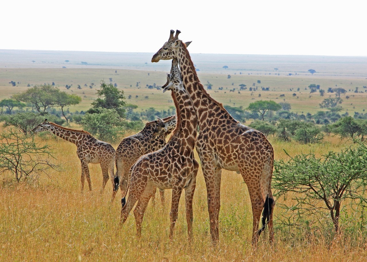 长颈鹿爱刺猬,长颈鹿爱猫头鹰