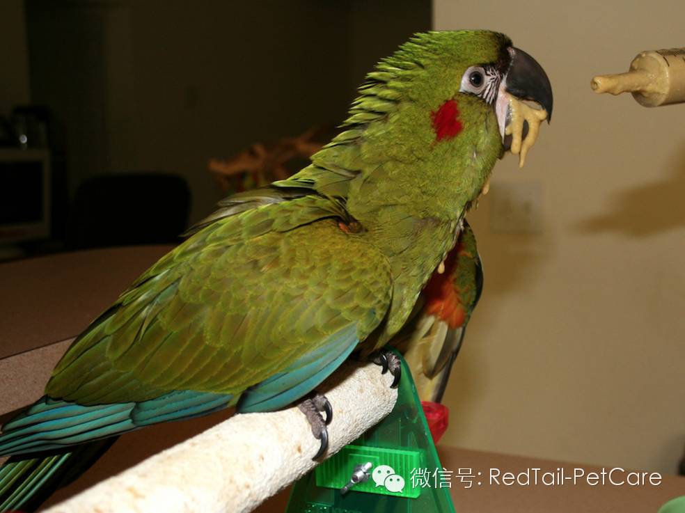 鸟类和鹦鹉的十大危险状况