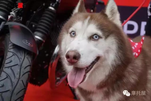 意大利的文艺绅士，屋君试驾GuzziV7Ⅱ