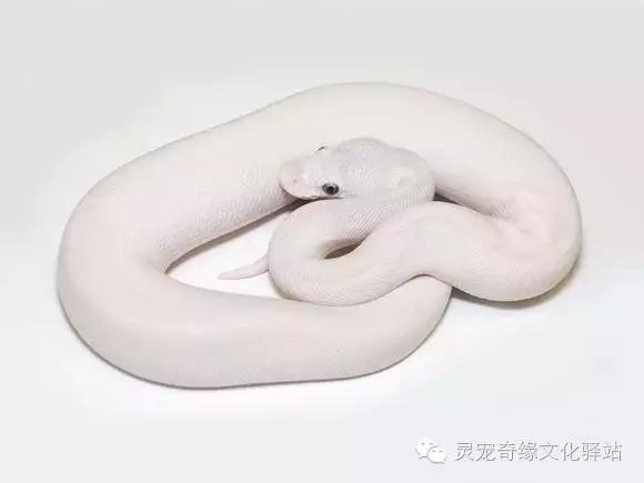 球蟒基因图鉴入门,变异球蟒图鉴