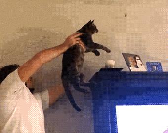 这猩猩成精了,这只猩猩成精了