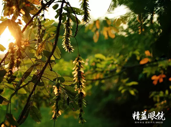 爱眼课堂|秋天眼睛防护别掉队