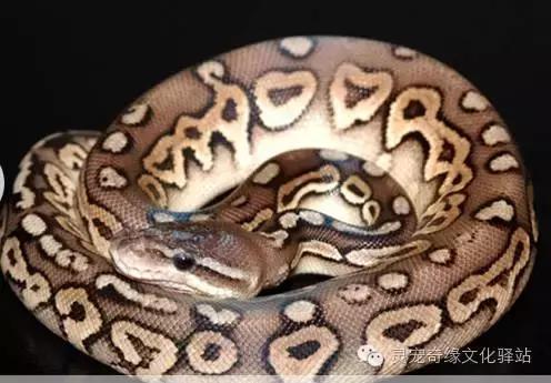 球蟒基因图鉴入门,变异球蟒图鉴