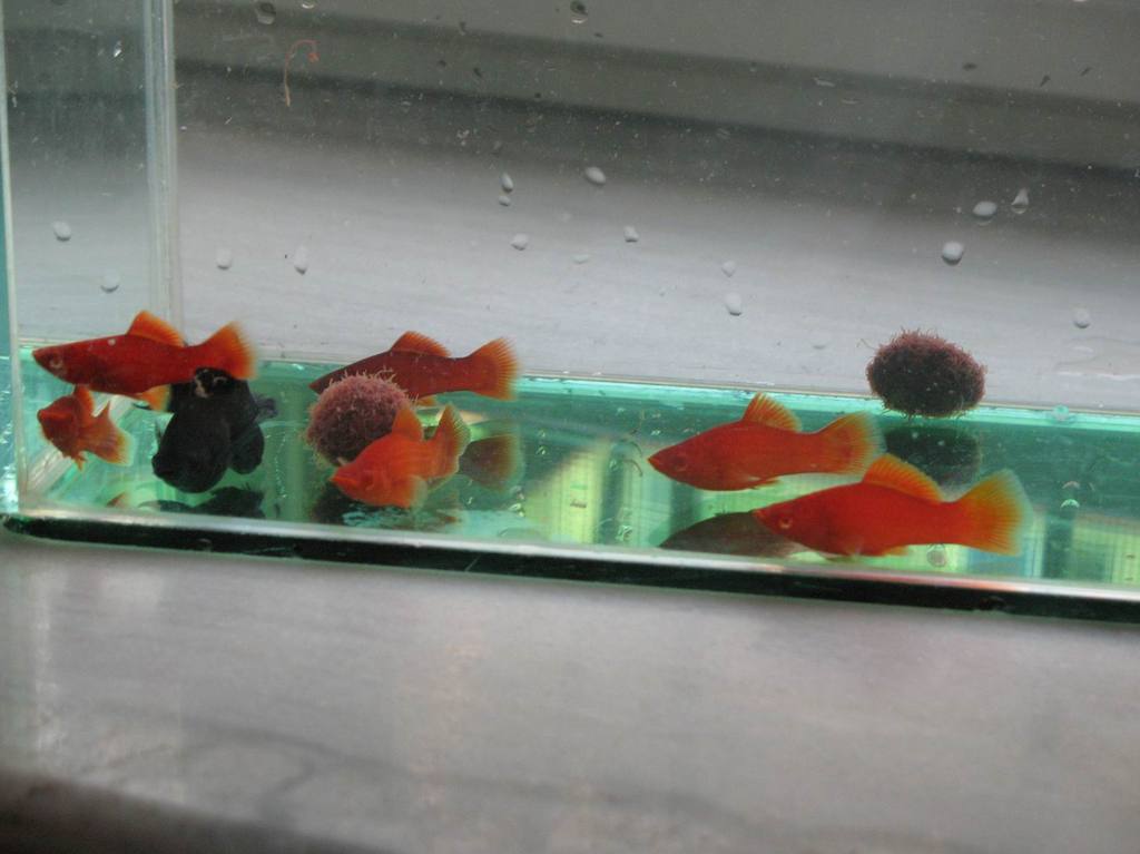 剑尾鱼哪个品种最好养,凤尾热带鱼养殖技术大全